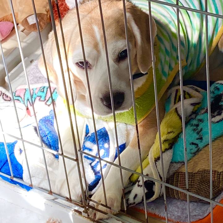 1a16b7b5 4b11 4862 a26c 23159e8d58be 1586933179794