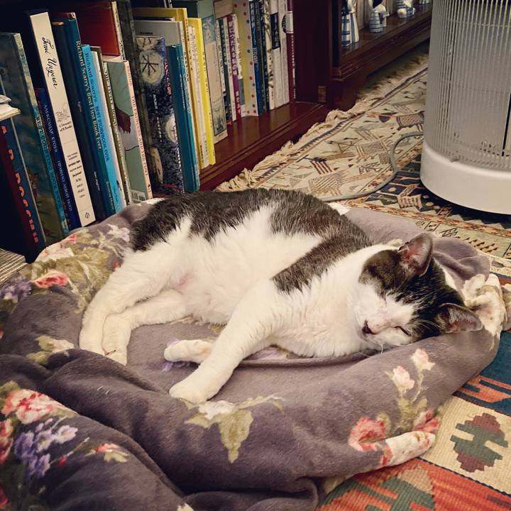 1a17f626 1156 4040 be64 1b82719ba6f5 1588078461610