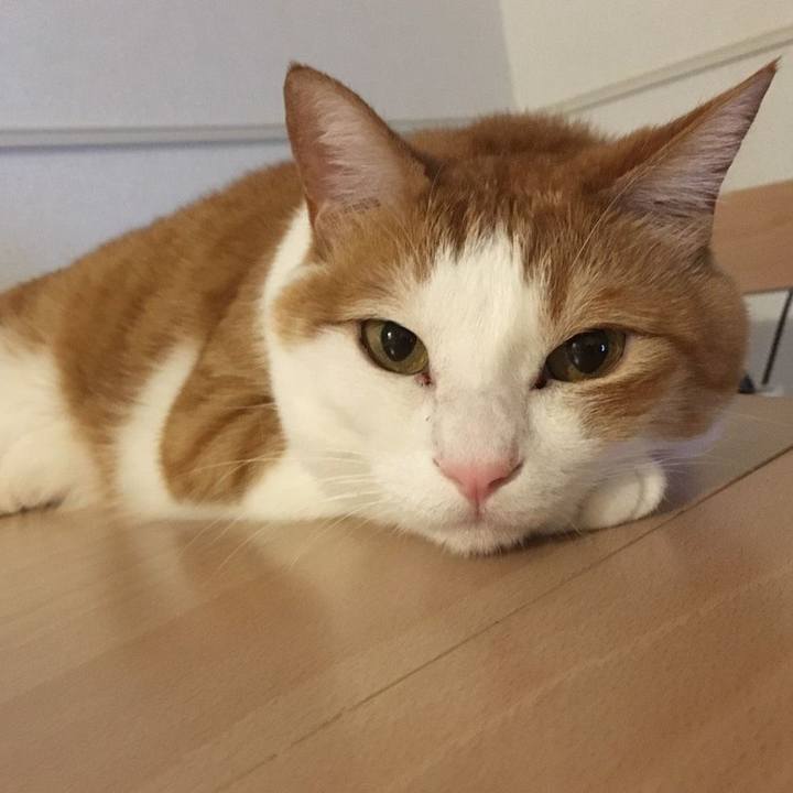 1a199655 3465 4c81 ab05 a6d589669d8d 1587386882452