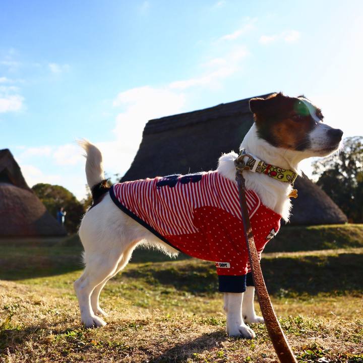 1a1e0df6 9d0c 45d3 a54e 6837d343d038 1546583092647