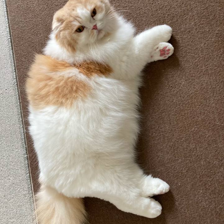 1a1edf94 22a6 4fc8 9c34 7cb8ac6d8814 1620963351790