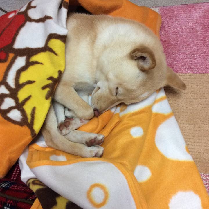 1a272b7b acb1 4dc1 804a 34381fad59e8 1511434665494