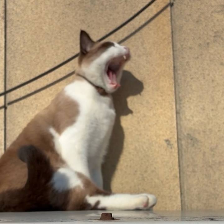 1a281745 b41b 43cc b1c4 4b4dbb4b6655 1762416055217