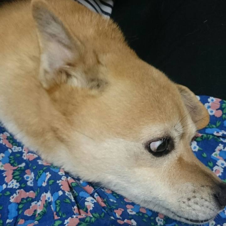 1a2a660a 853f 466e a950 1241d3131f2f 1513075251628