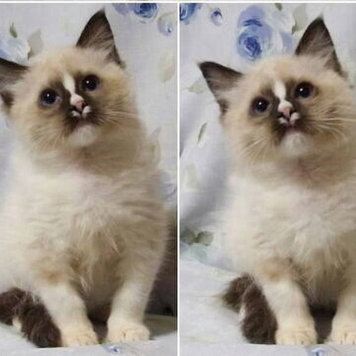 1a2a675e 1071 4461 b57e 21c690d06486 1514515506576