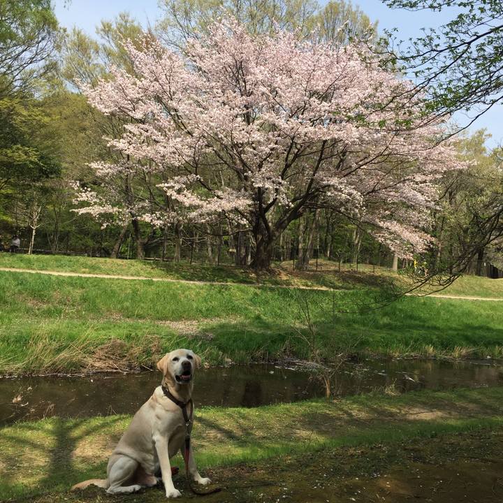 1a2b109e 8b74 47a5 9b04 cd224abdb268 1522740334032