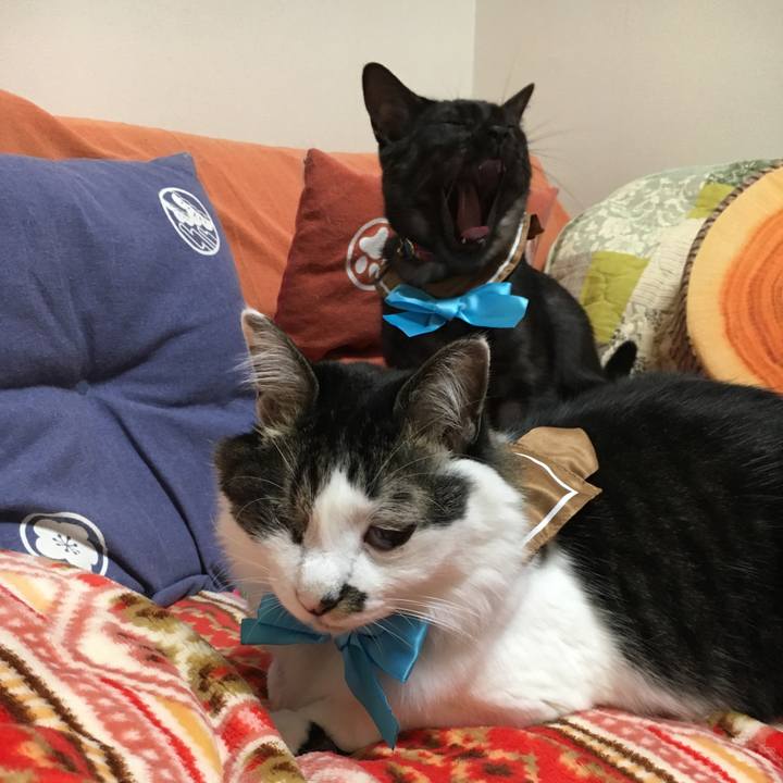 1a2f26b6 e269 4a47 9463 375f2e004373 1549072991201