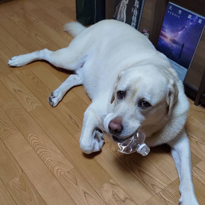 1a306520 e9d3 4a68 bc99 dfc8602c1a41 1657934153285