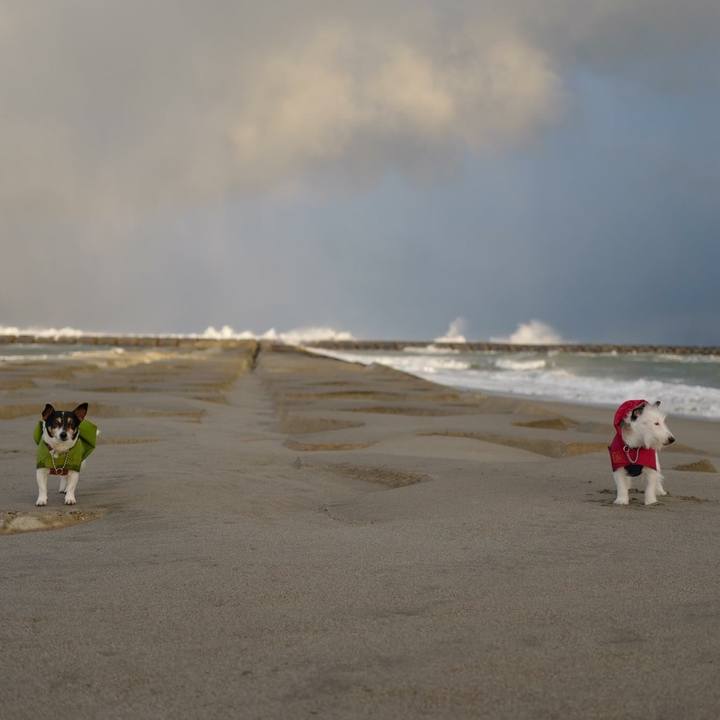 1a30a595 1c5d 486e a8a0 60c532cd2659 1515042332056