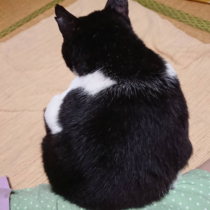 1a30e381 b1f8 4c4f 8ec5 e22ff4b33819 1590579205304