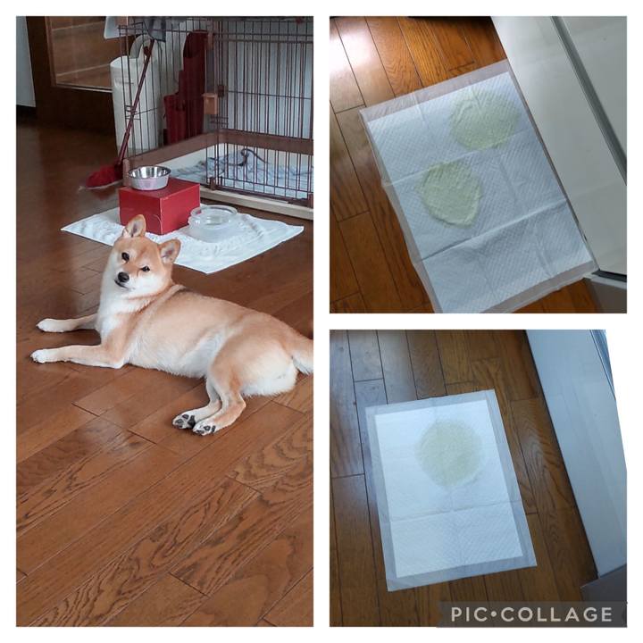 1a33bf2e 1358 49bc 92c3 011cded2887f 1691979505063