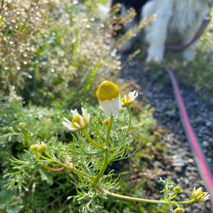 1a33d05b a20e 400a b0a7 4deed036ccc3 1615942560896