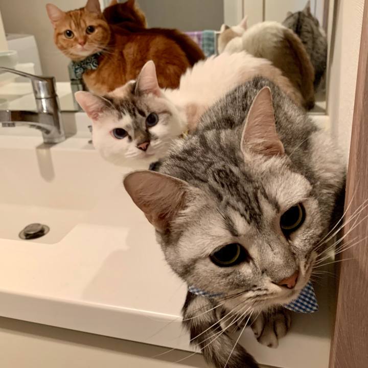 1a3426ad cff3 45b0 ad2f 4c4a55760b67 1573690573658