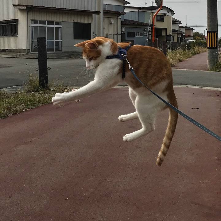 1a35f96a ddcd 457a b30f d8642282472e 1509590053524