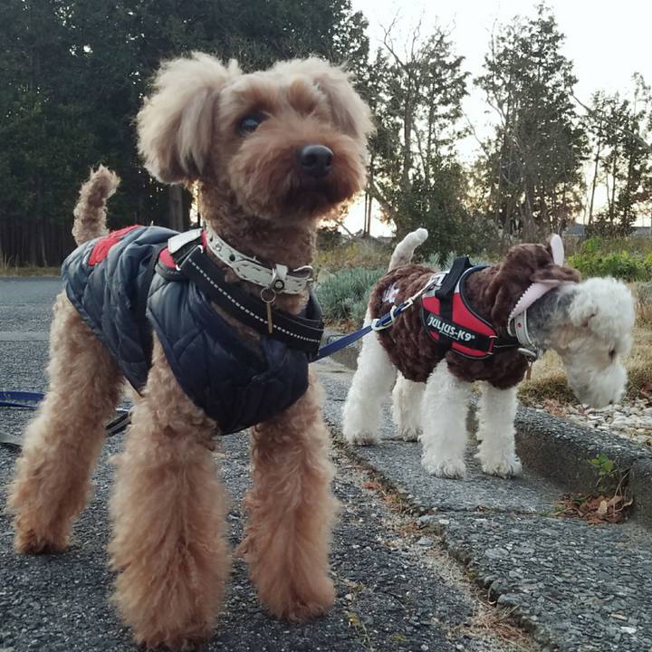 1a36150a 3e50 4b11 b3f2 c2983a4aa25f 1512599986631