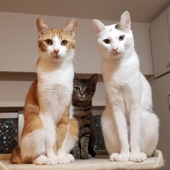 1a39bcaa 416b 4604 9421 9b242d7526ec 1546079668128