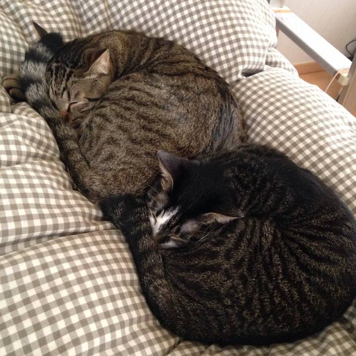 1a3a2b3e 0915 4b72 84f9 23e7762a7c9e 1511841668245