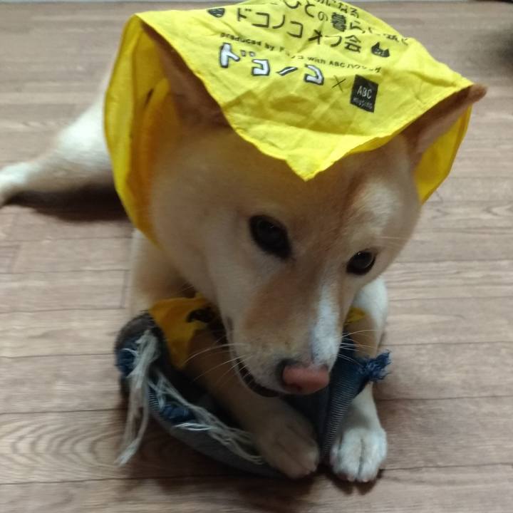 1a3ad312 2255 4266 95eb 1dc758ef34d2 1560165303869