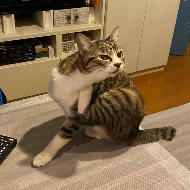 1a3b1dd0 b76e 4ee6 a7cf 9c6604c79e04 1612980486261