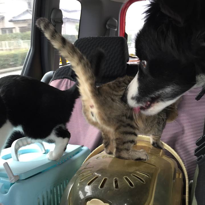 1a3bd511 0e7a 404a b6e5 575198d2536c 1514598843347