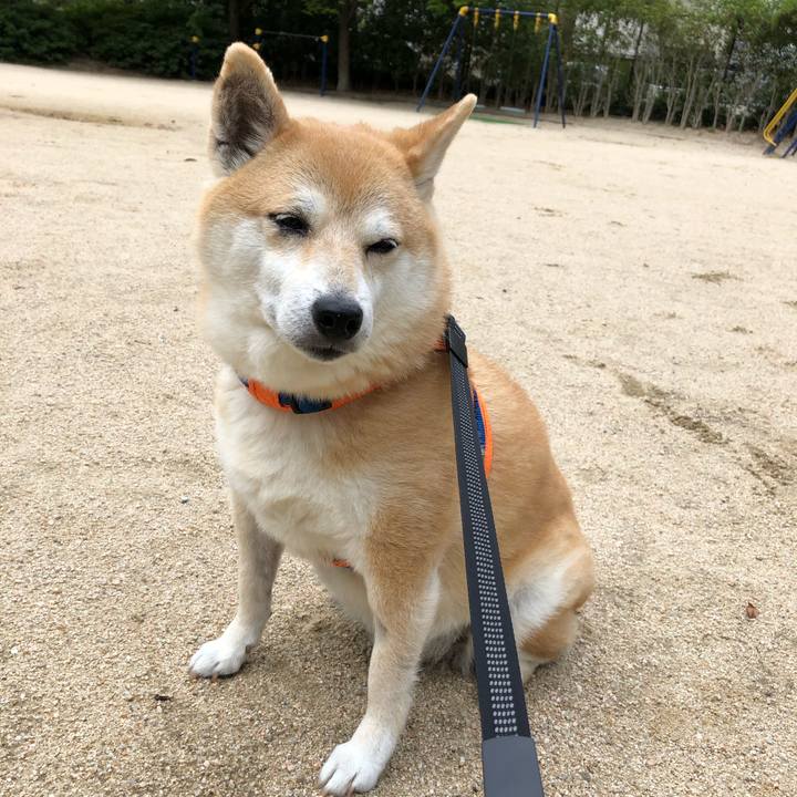 1a3e38f4 bc85 4392 81e1 a7ed1a0783fa 1560775372203