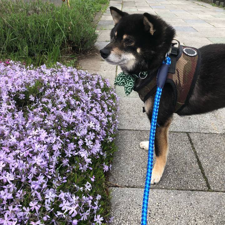 1a3f1f28 69dd 4978 9bf2 c210daeb192f 1526646298291