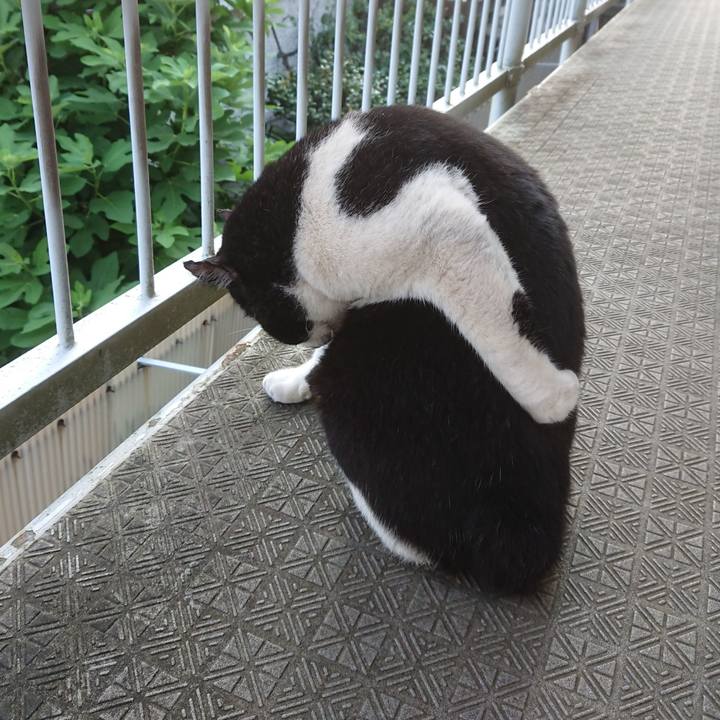 1a424af6 e53f 47a8 b0ee 2e6ec50a1cce 1597619998210