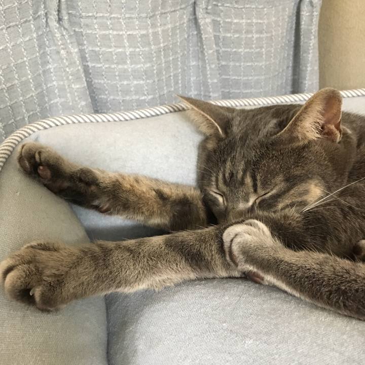 1a4264f9 2f88 4aba a203 0bc44e4e5570 1527595820872