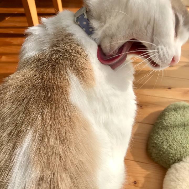 1a42c1cf f13c 447c add5 d6c65e0fa02a 1606640533597