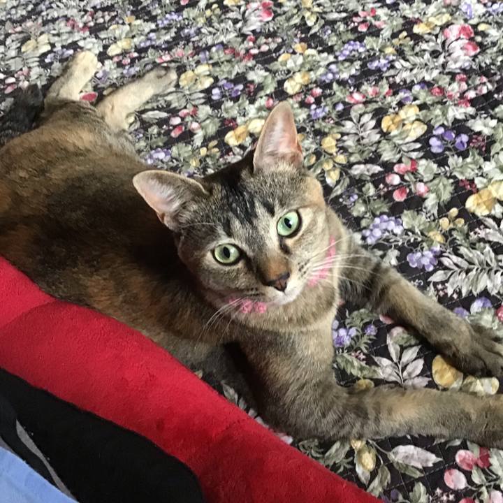 1a4582e4 2abc 4741 8ef3 3754d0f3f572 1592436393056