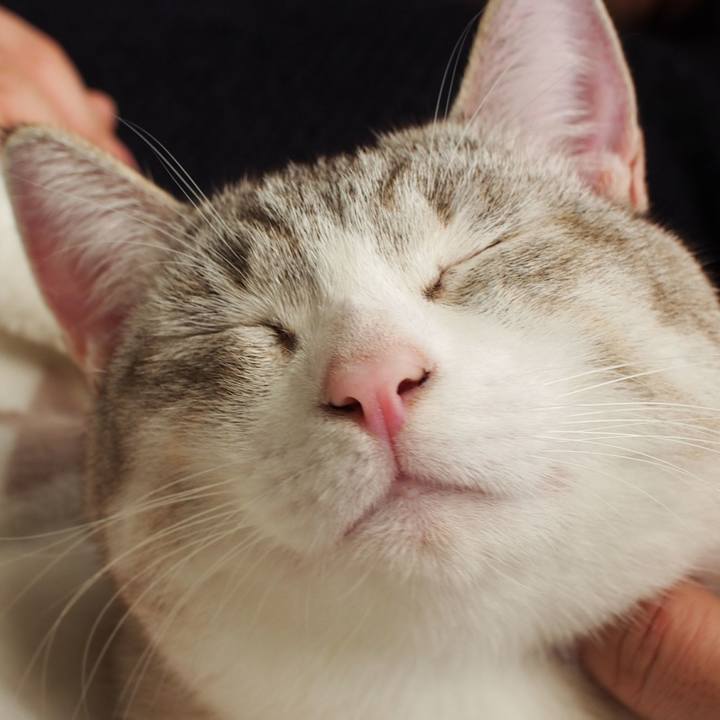 1a45f176 0032 4ede bd5d 11ca82f1dac4 1545459608238