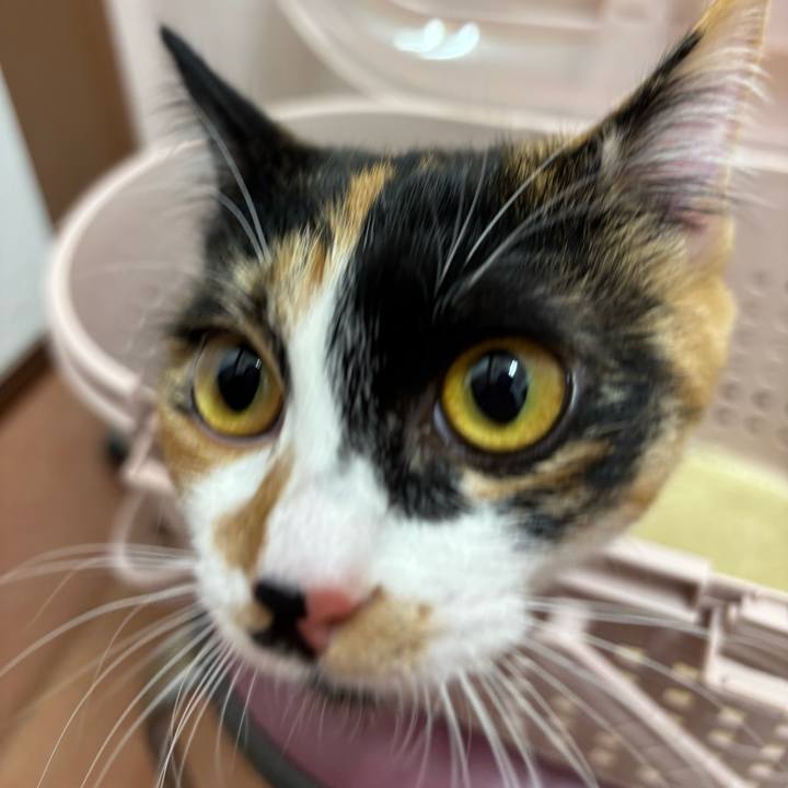 1a461dbe ddf3 4d1d 8d62 35c977485a9f 1766463075786