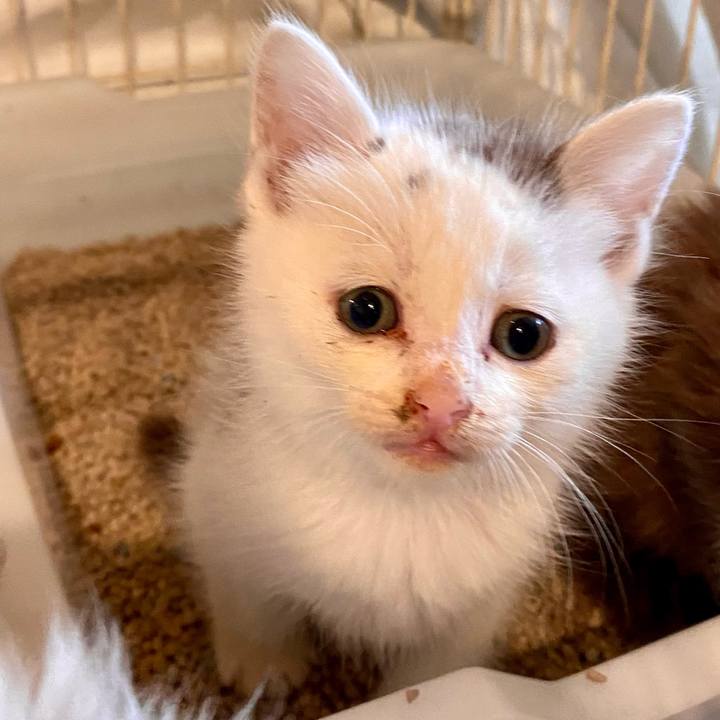 1a49b4bd a385 4c91 b54f 380115a7ae82 1684401451733