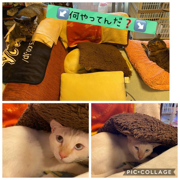 1a4a6865 fdf8 4862 9964 cd2061eb57b8 1601195399719