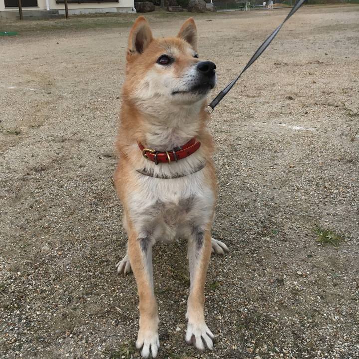 1a4af0ab 49d6 491c 94cc 68d5d0527ba8 1541475039453