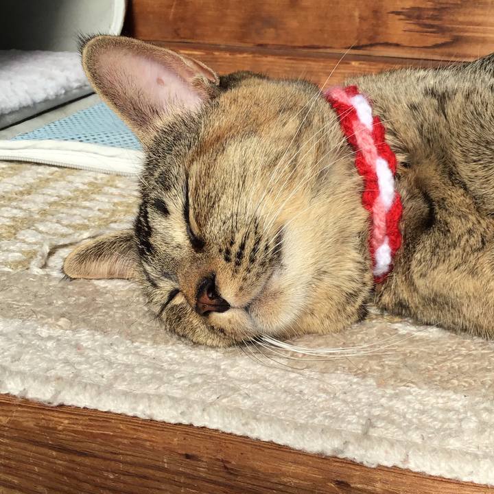 1a51b0ac cc48 4e38 90c9 824939df4d98 1604111697906