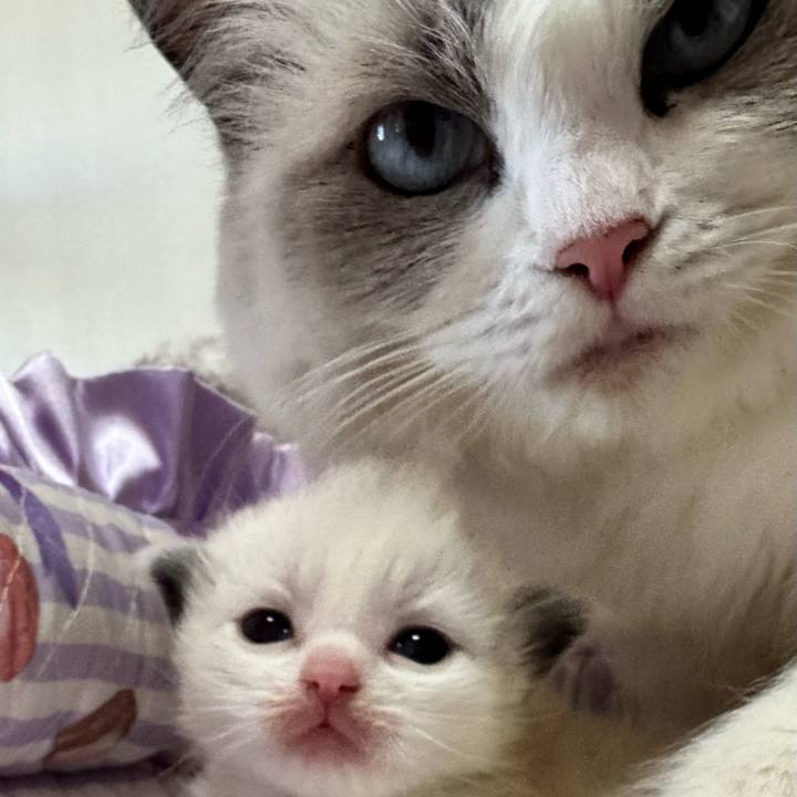 1a53ce83 c31c 42f1 8bf5 f6cf6c51505e 1763680768024