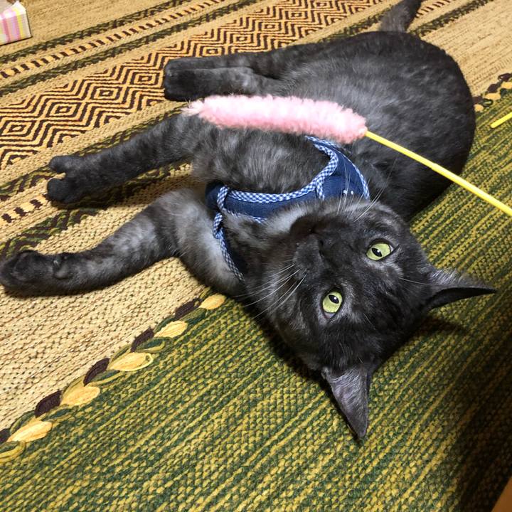 1a53e87d 7874 47ff 9a94 036e6f933c74 1596630765267