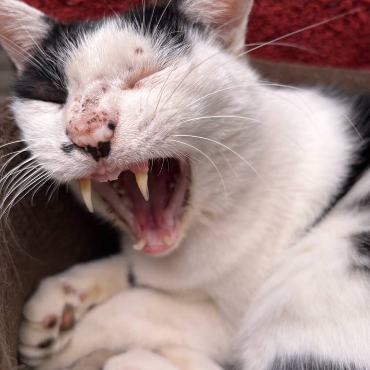 1a5556e0 7a8b 4e01 8867 3851e081c2a0 1761455277950