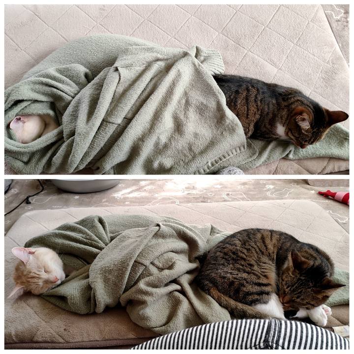 1a56f785 c14e 4ccf bf41 7a73109b85c8 1668436316735