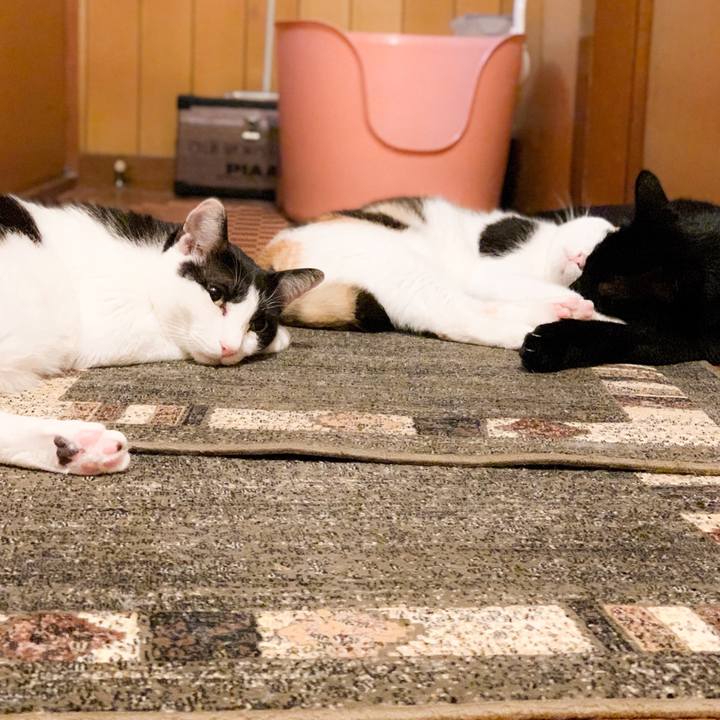 1a5cad9a d610 4715 9638 72b6359e632e 1565835423409