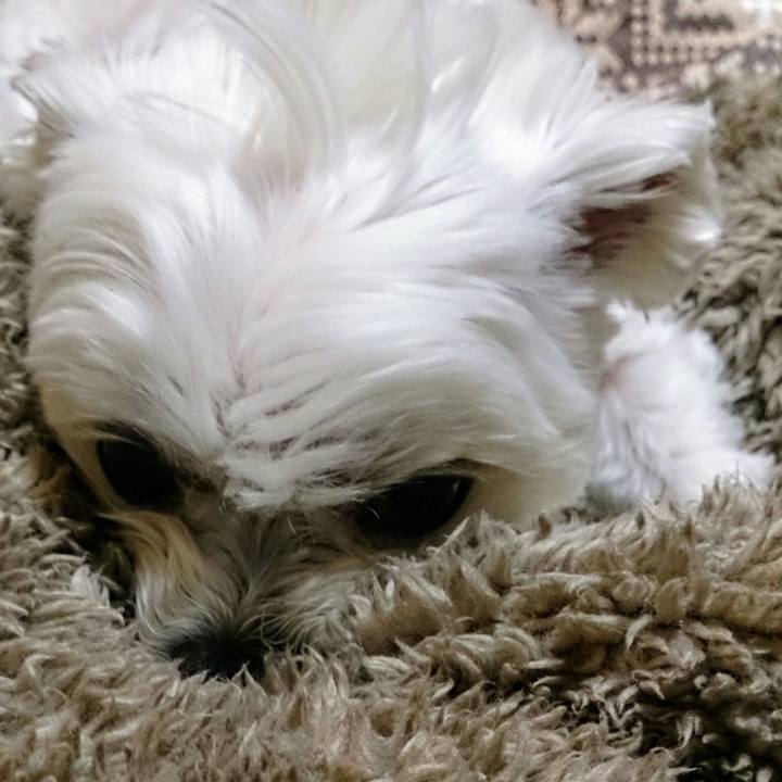 1a60c49d 798d 4a94 872f 957248cc7fb3 1521549538919