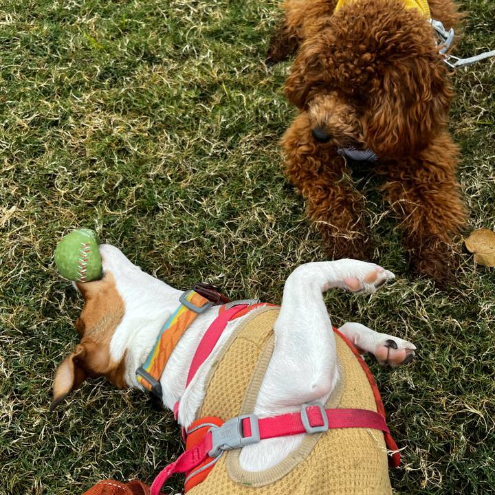 1a61962b 92a4 4936 a6c5 6100d256d7f6 1731649370519