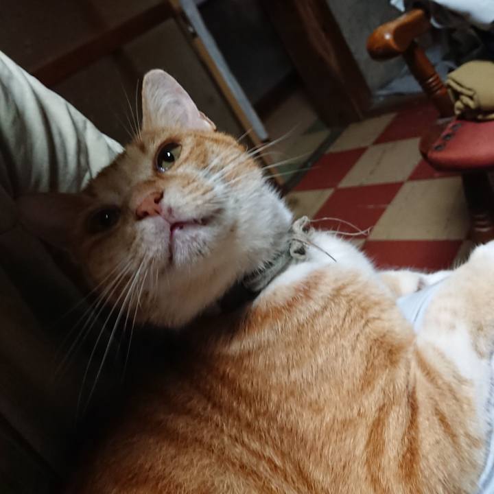 1a622e9a 7dde 4052 b94e ba6c2b45b727 1596225464252