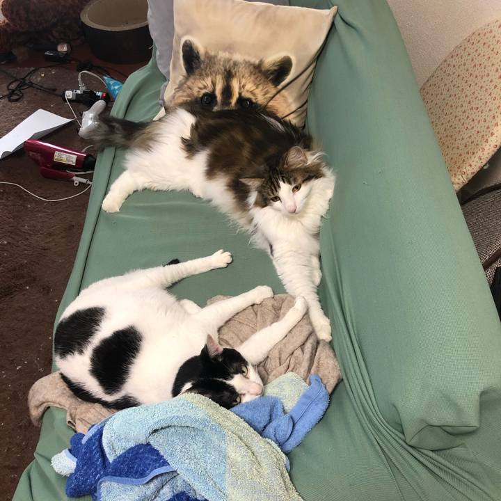 1a6386f9 134d 4aed b4ba 6acdc6ace737 1594472400947