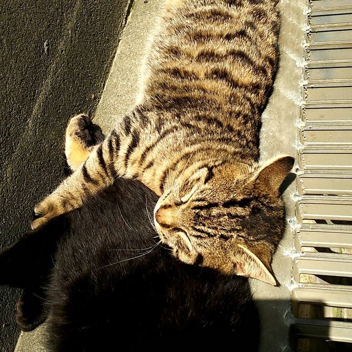 1a63e6f8 c36b 406f bb39 db20a2116af1 1557028360909