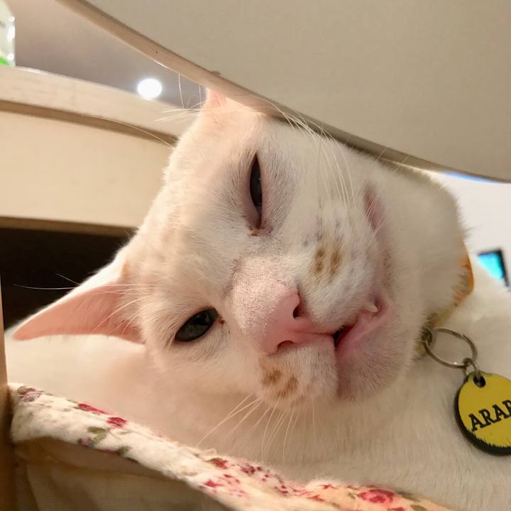 1a64ecfe 8423 408d 95b0 46bde633fdb5 1511417436637