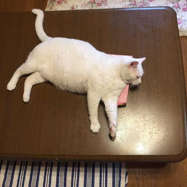 1a66cd86 8c31 4453 9eef 8601c202c0bf 1531838984459