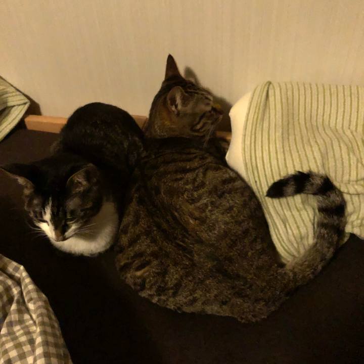 1a671c26 d6d9 441a a815 d4f03cfecd12 1521834869589