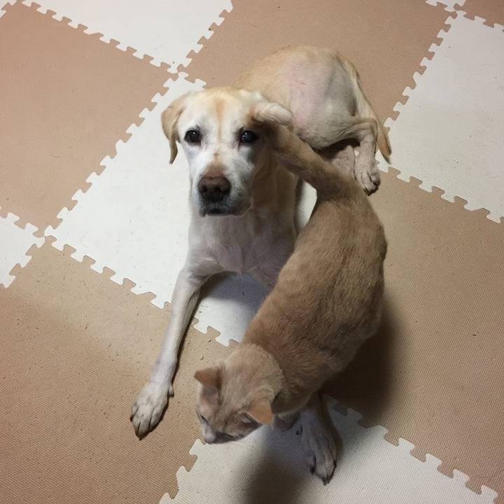 1a6c3473 dcdc 4cce b920 e132e5f4ae31 1513375535060